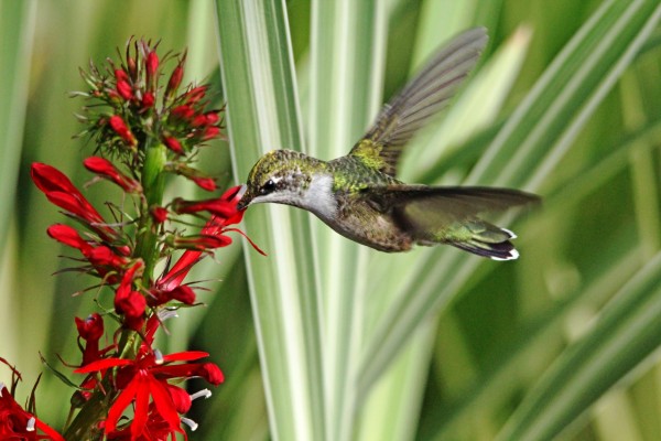 Hummingbird And Lobelia by Deb Oppermann